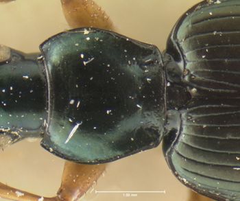 Media type: image;   Entomology 33018 Aspect: pronotum dorsal